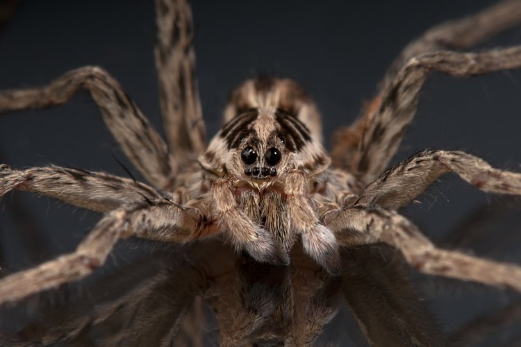 Wolf Spider Facts