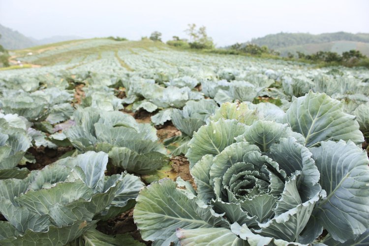 Campo de coles.