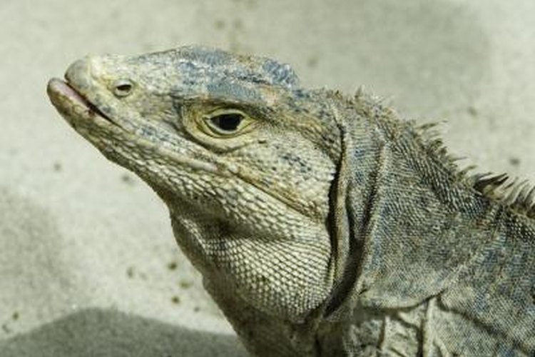 How Does a Lizard Being Cold Blooded Help It Live in the Desert? | Pets on  
