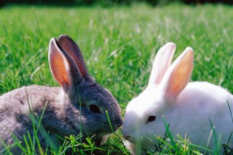 Male Vs Female Rabbits: What's The Difference (With Pictures) Pet Keen ...