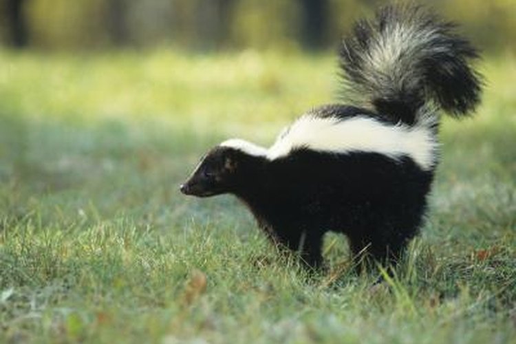 What Species Are Major Predators of Skunks? | Pets on 
