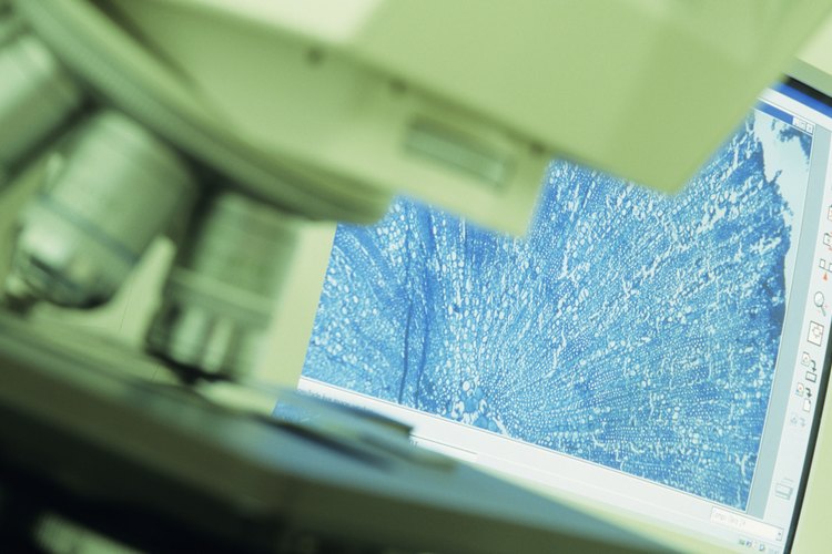 Examinando células con el microscopio.