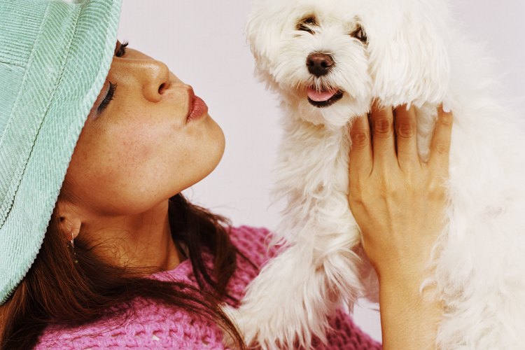 How to Get My Maltese Dog's Face Clean | Pets on Mom.com