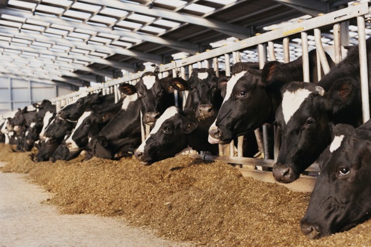 La leche cruda puede ser benéfica para los asmáticos.