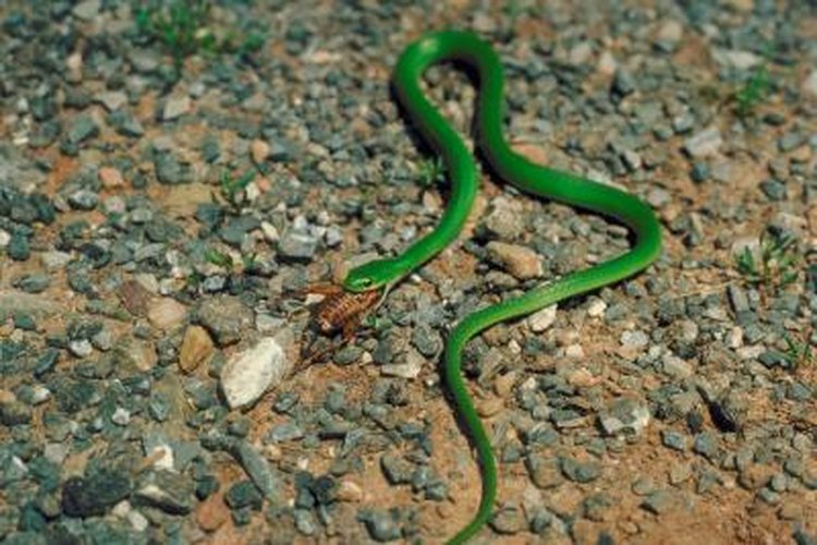 Smooth Green Snake as a Pet