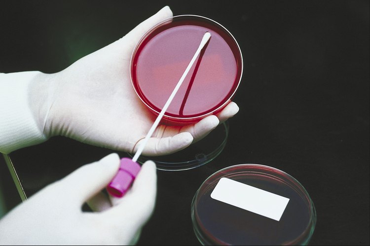 Las bacterias crecen para ayudarnos.