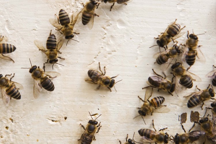 Puedes ser picado si molestas a un grupo de abejas.