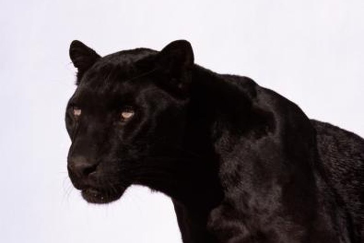 What do Black Panther Cats Eat? | Pets on Mom.com