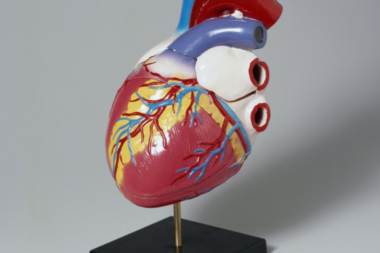 Para ayudar a reducir el riesgo de enfermedades del corazón en general, se recomienda consumir de 5 a 10 gramos o más de fibra soluble al día.