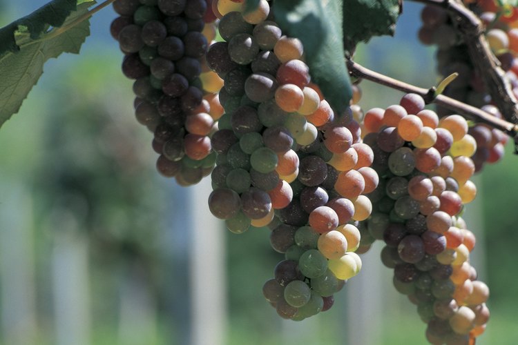 Uvas verdes.