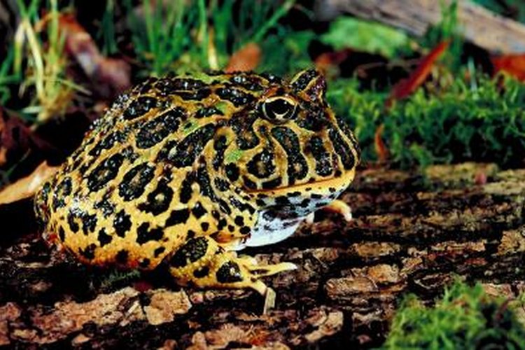 Moss is one of the best substrates for Pacman frogs