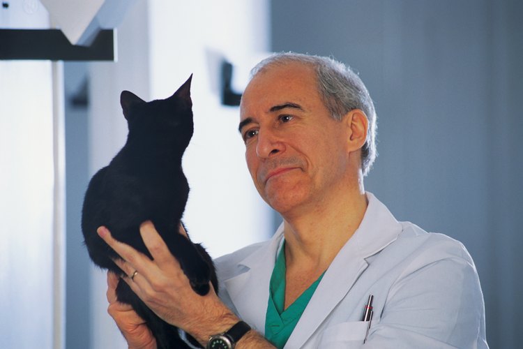 Lleva tu gato al veterinario si presenta piel roja y con costras con pérdida de pelo.