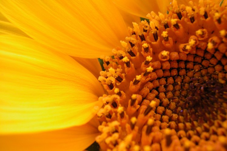 El aceite de girasol es rico en nutrientes.