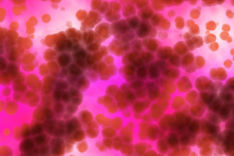 Bacterias.