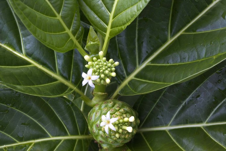 Cómo comer fruta de noni.