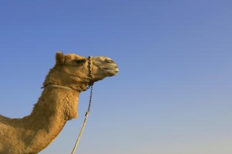 Sam Robinson/Photodisc/Getty Images A thirsty camel can drink 30 gallons of water in 13 minutes.