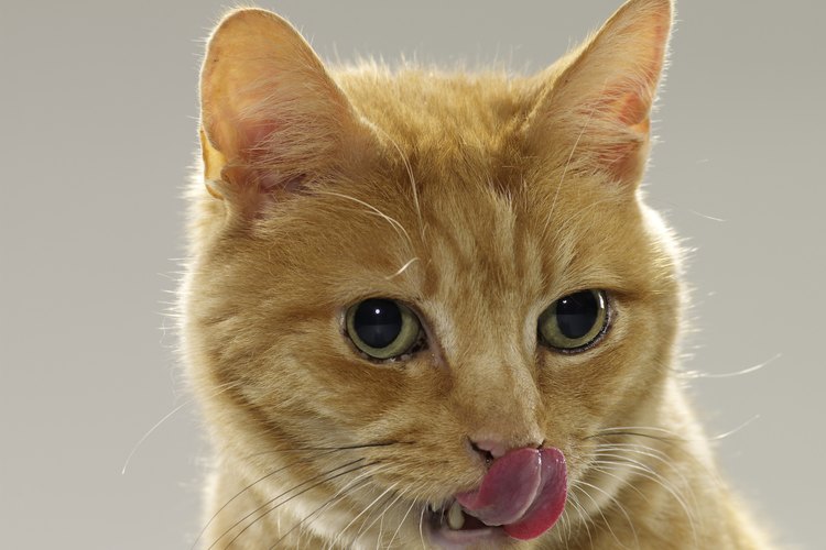 La saliva del gato generalmente es inofensiva.