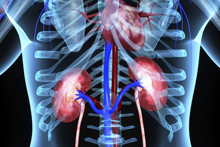 Al lado del sistema linfático, los riñones y el hígado son dos de los más importantes órganos del cuerpo.