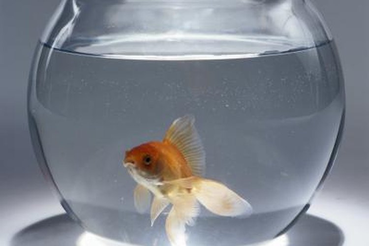 Do goldfish really grow to the size of their tank?
