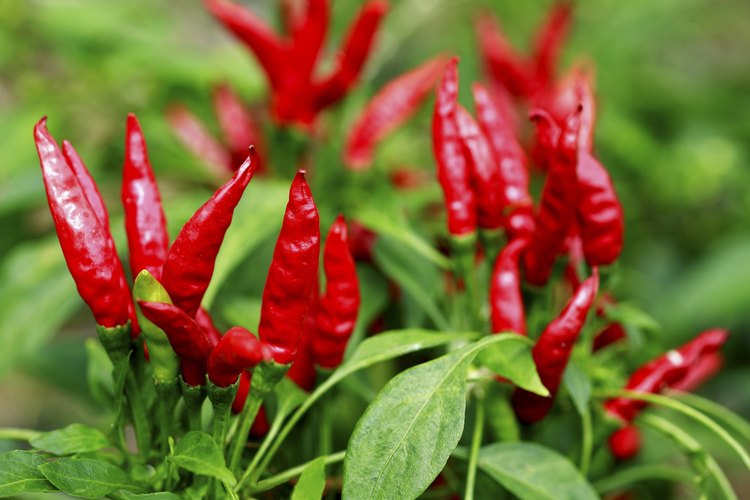 Top Ten Hottest Peppers in the World | LEAFtv