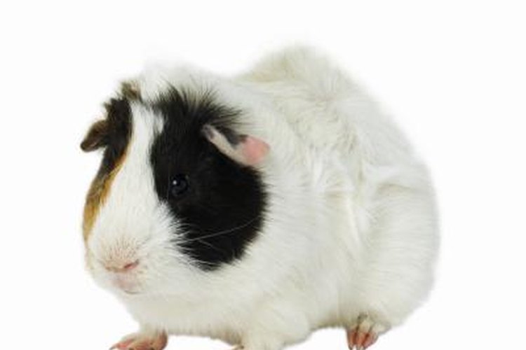 LIFE CYCLE of a GUINEA PIG  Birth, Puberty, Reproductive Cycle
