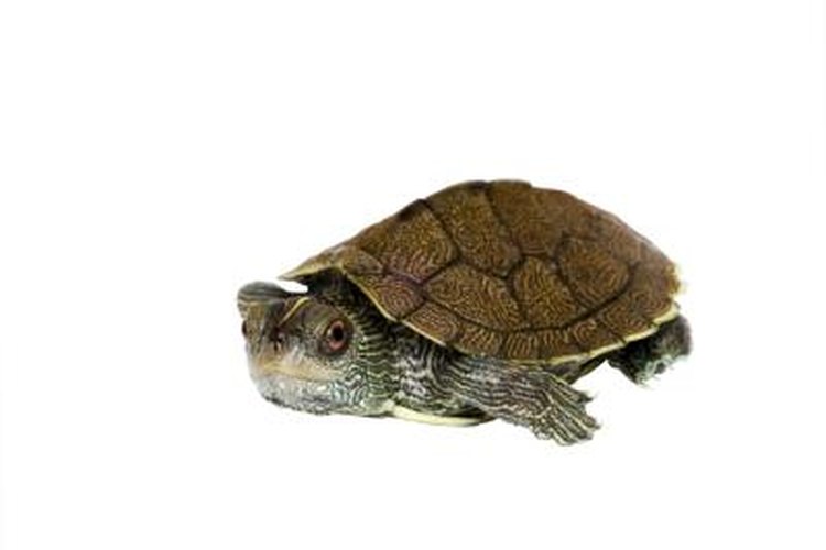 What Kind of Light Bulb for Turtles? | Pets on Mom.com