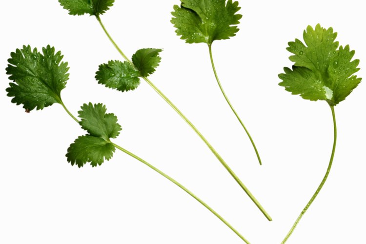 Cilantro como bactericida.