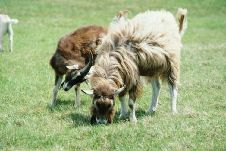 What Kind of Grass Do Goats Prefer? | Pets on Mom.com