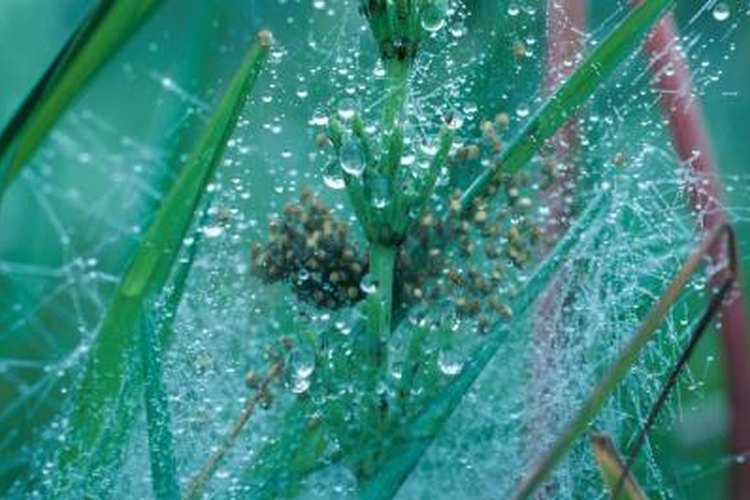 Scientist uses tiny trackers to keep tabs on funnel-web spiders