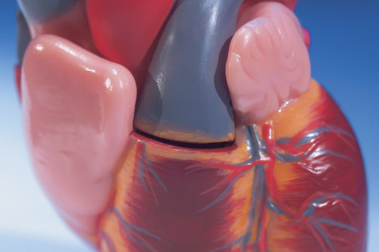 El músculo cardiaco es estriado.