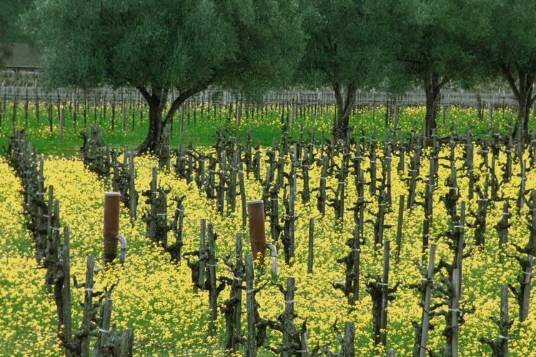 El aceite de semilla de uva proviene de ciertas uvas que también se utilizan para el vino.