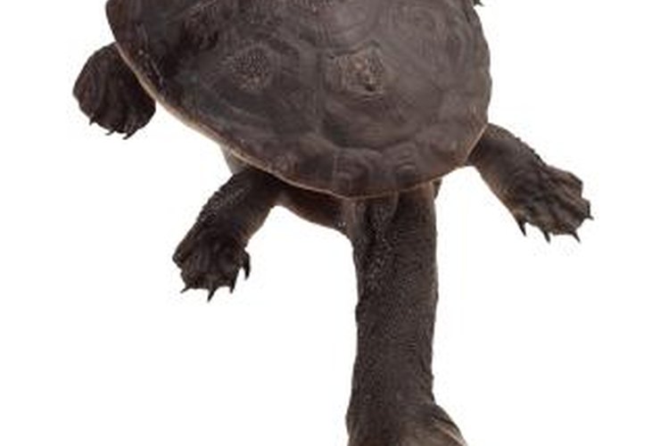 Can you keep a long neck turtle?