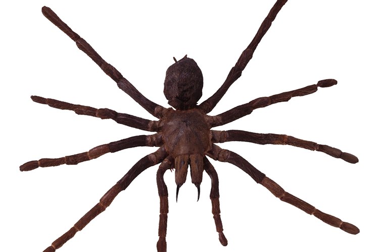 Las arañas de violín es una especie peligrosa.