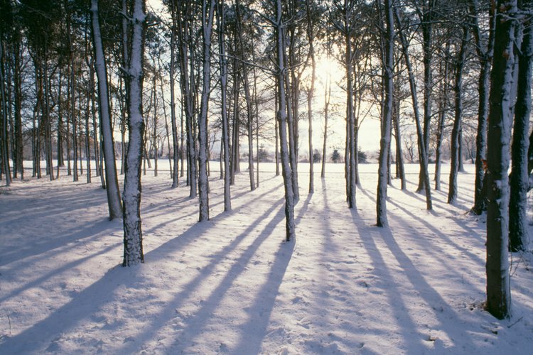 Existen desórdenes del ánimo asociados a la época invernal.