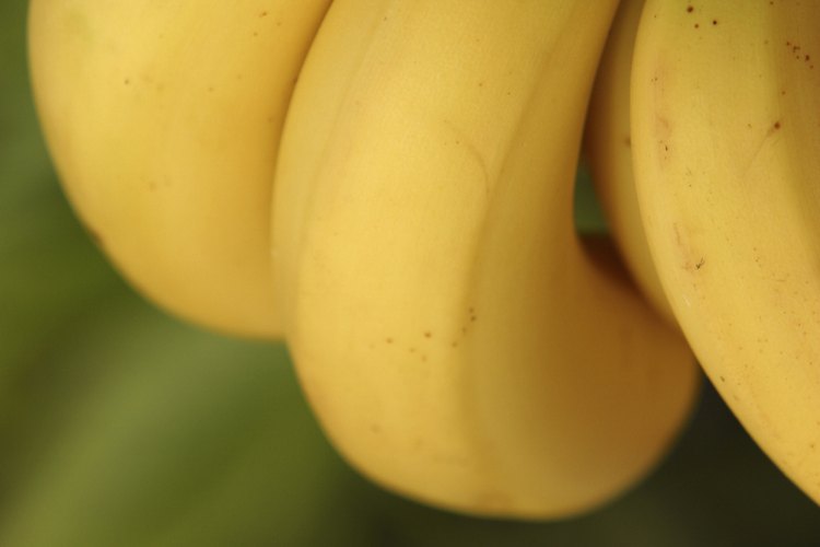 Los plátanos ricos en carbohidratos ayudan a aumentar la energía.