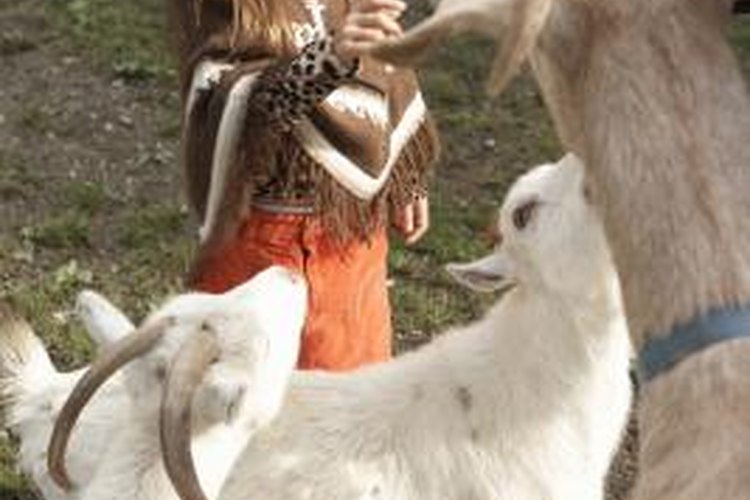 How to Raise Pygmy Goats | Pets on Mom.com