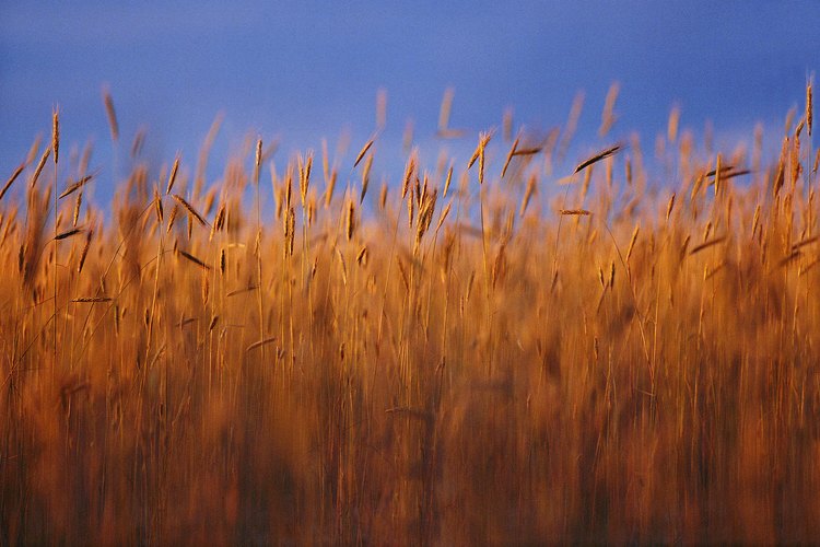 Los granos como el trigo y la cebada contienen gluten.
