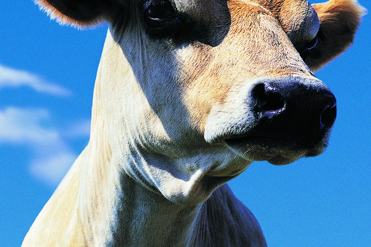 Los productos lácteos son las mejores fuentes dietéticas de CLA.