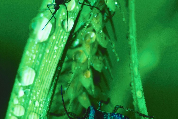 Los repelentes de mosquitos tienen distintos componentes.