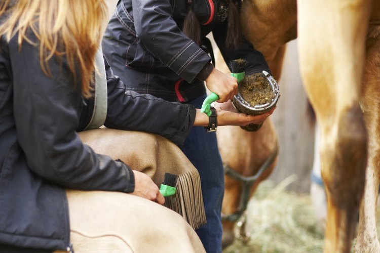 Verifica cualquier síntoma de sarna en tu caballo para tratarla a tiempo.