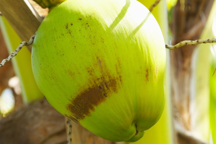 El agua de coco es una bebida completamente natural y alta en potasio.