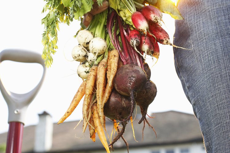 Las remolachas y las zanahorias son adiciones saludables a tu dieta.