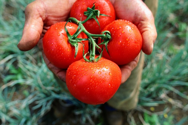 What Is the Difference Between Canned Diced Tomatoes & Canned Stewed