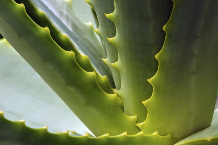 Planta de aloe vera.
