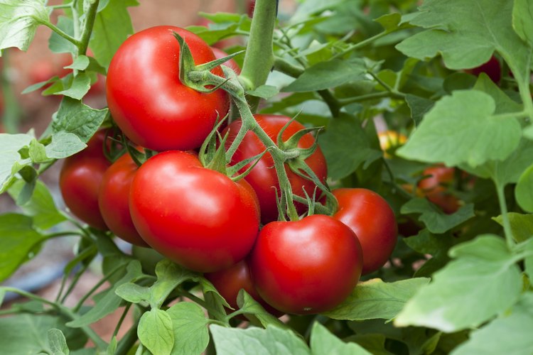 Tomates frescos en la vid.