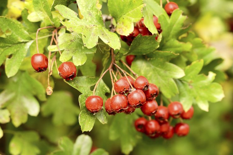 hawthorn-berry-side-effects-leaftv