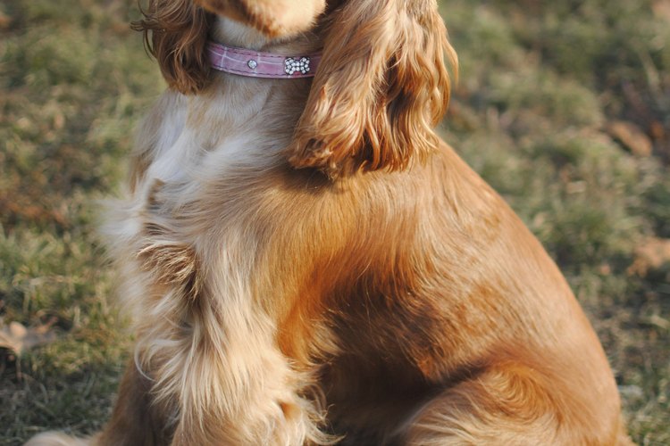 How to Clean a Dog's Ears With Witch Hazel