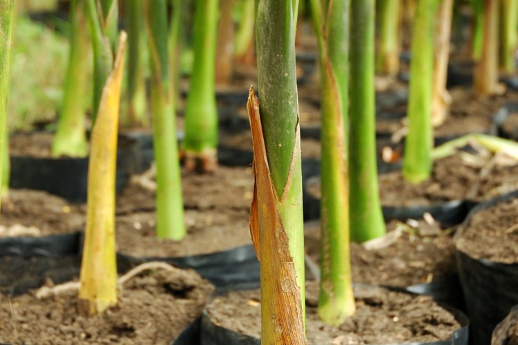 Las plantas se nutren a través de la difusión.