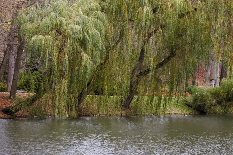 Voyagerix/iStock/Getty Images Willows are among the common trees whose wood makes good fireboards.