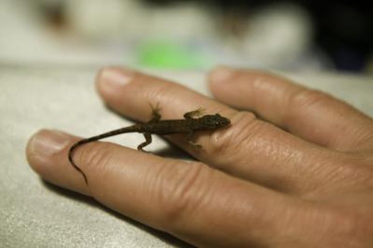 Chameleon Discovered in Madagascar May Be World's Smallest Reptile